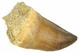 Fossil Mosasaur (Thalassotitan) Tooth - Morocco #374478-1